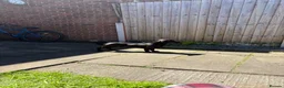 Mixed Breed dogs for sale: Dallas the cocker sausage cross  - Advert 3