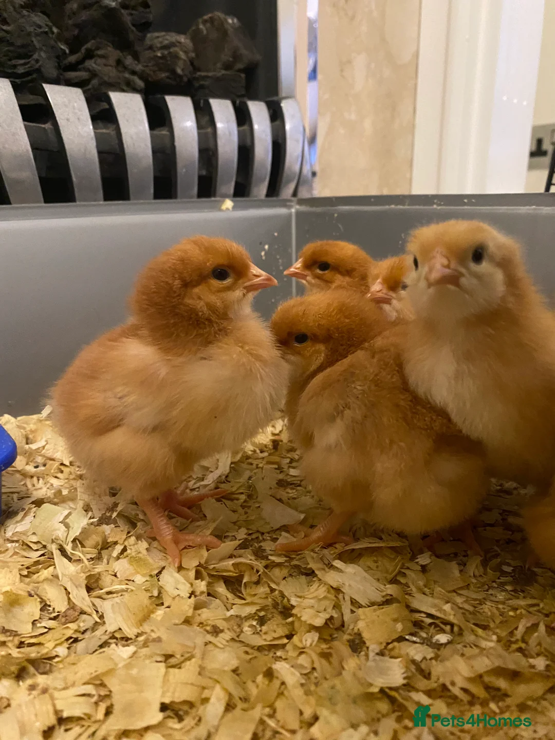 Chickens poultry for sale: Goldline chicks. Quail chicks. Pair of geese - Advert 10