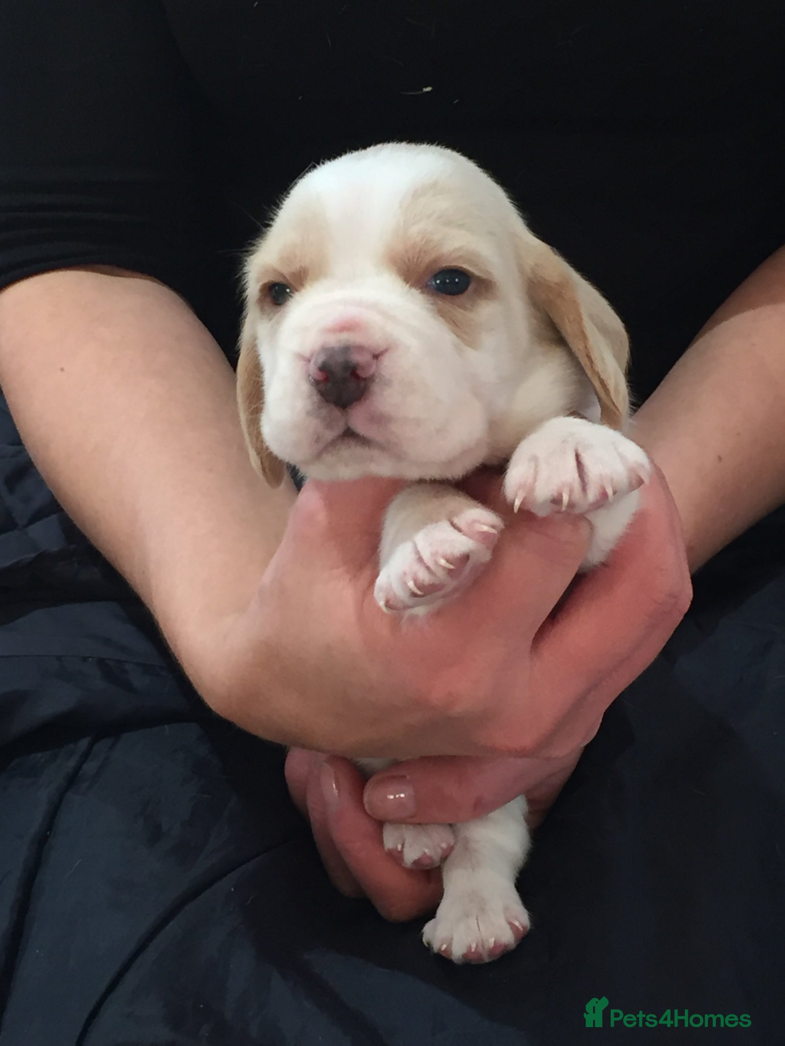Beagle dogs Kc reg Charterwood /Davicard  Show winning    - Advert 2