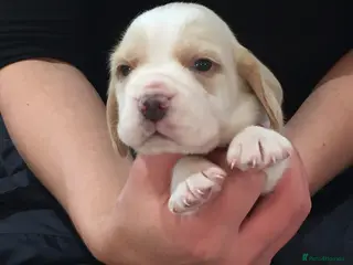 Beagle dogs Kc reg Charterwood /Davicard Show winning - Advert 2