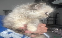 Ragdoll cats for sale: Champion bloodlines Ready for their loving homes - Image 24