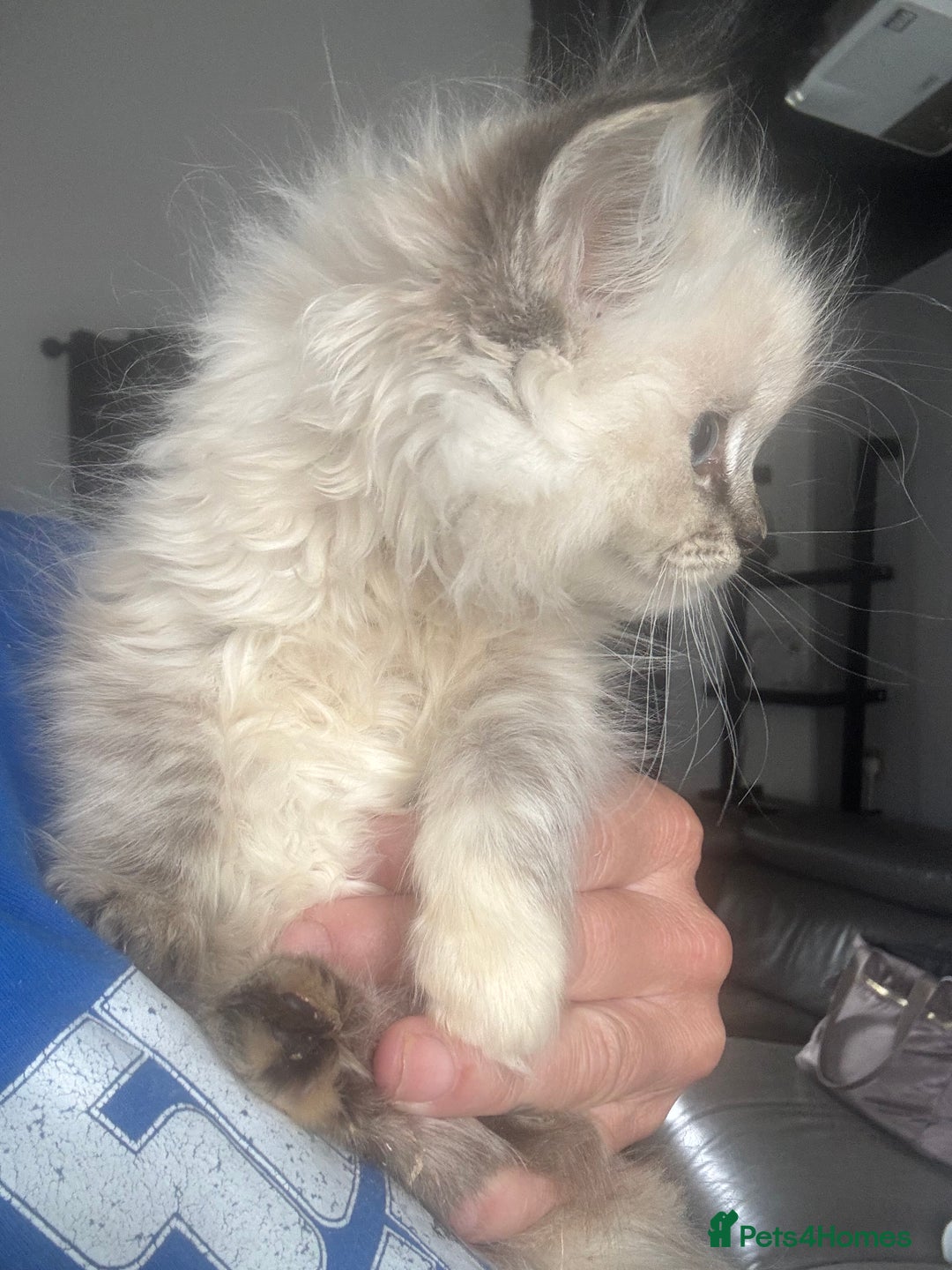 Ragdoll cats for sale: Champion bloodlines Ready for their loving homes - Image 24