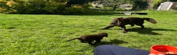 Flat coated Retriever dogs for sale: Gorgeous liver and black Flatcoat Retrievers - Advert 12