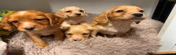 Cocker Spaniel dogs for sale: Gorgeous litter of cocker spaniels  - Advert 8