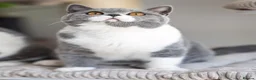 British Shorthair cats for sale: GCCF Pedigreed Amazing Kittens - Advert 3