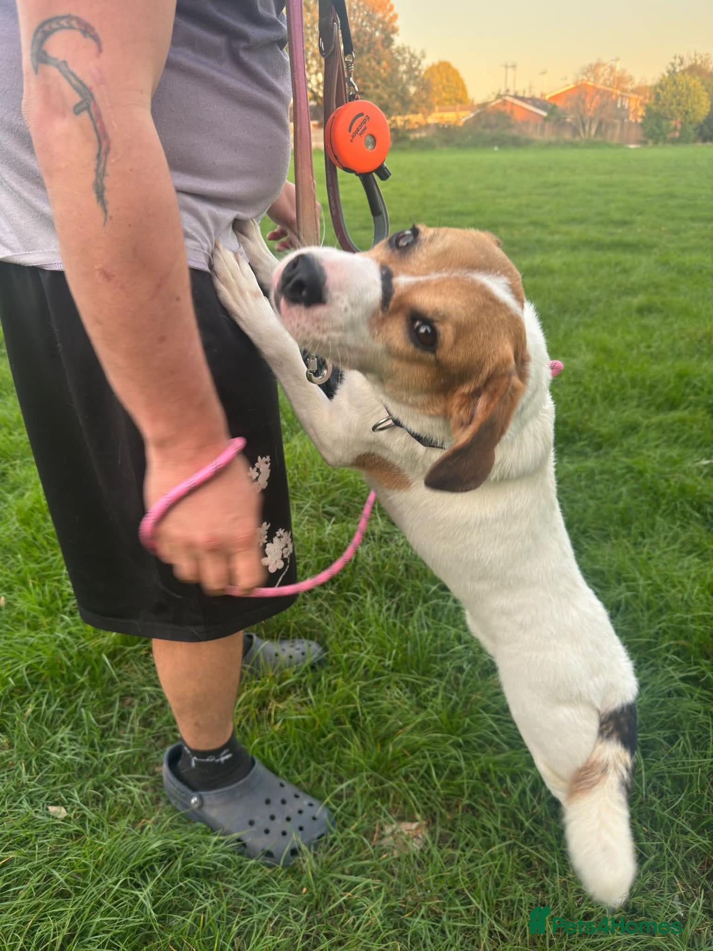 Mixed Breed dogs Bagel for adoption - Advert 1