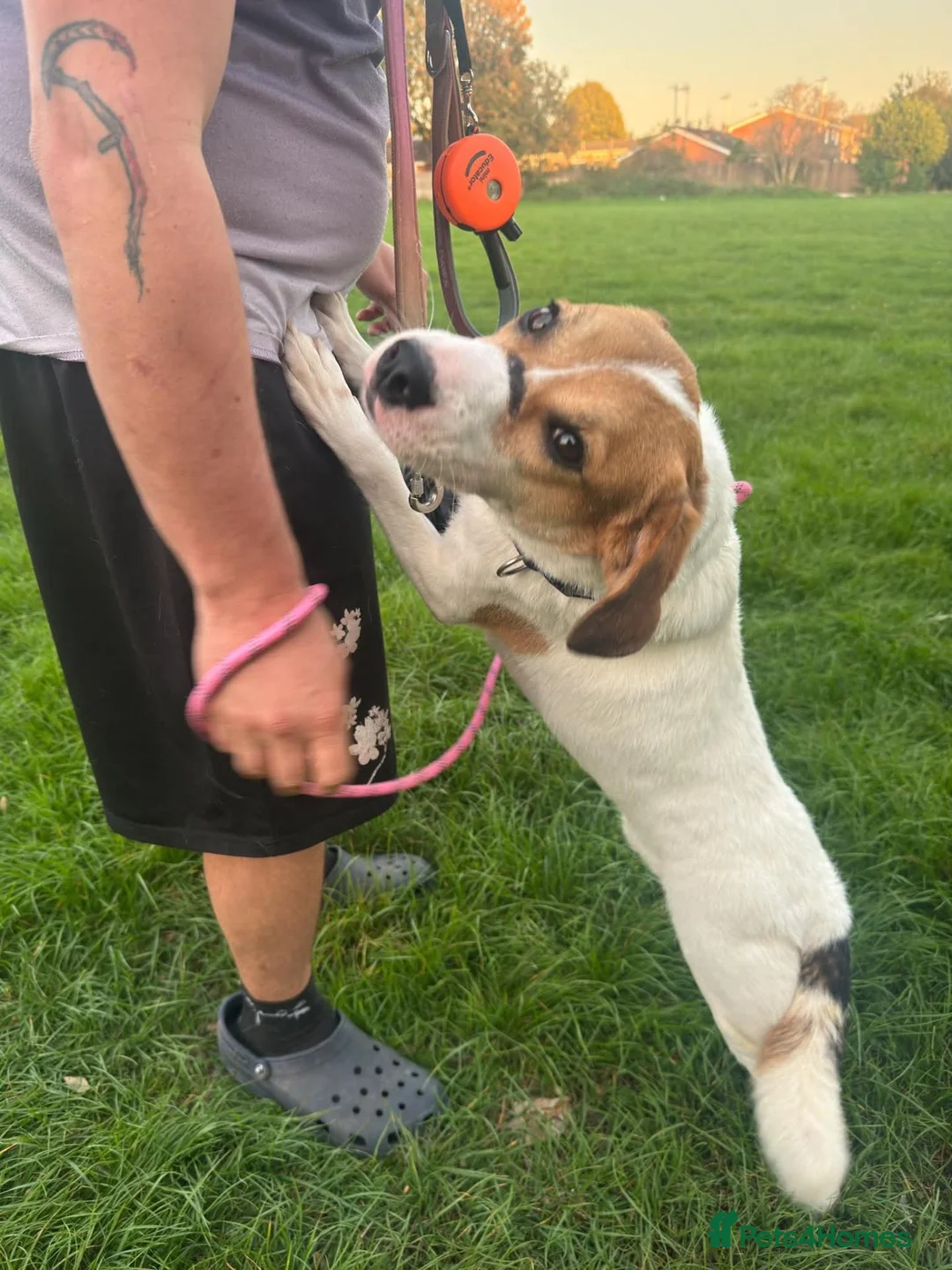 Mixed Breed dogs for adoption: Bagel for adoption in Walsall - Advert 1