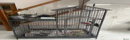 Cockatoo birds for sale: 🌟 CHARMING GALAH COCKATOO WITH CAGE 🌟 - Advert 4