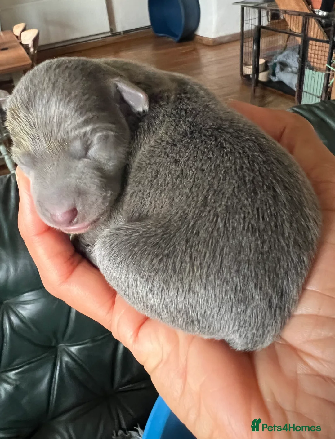 Italian Greyhound dogs for sale:     Italian Greyhound. Babies  - Advert 25