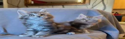 Maine Coon cats for sale: Gorgeous TICA register boys  - Advert 5