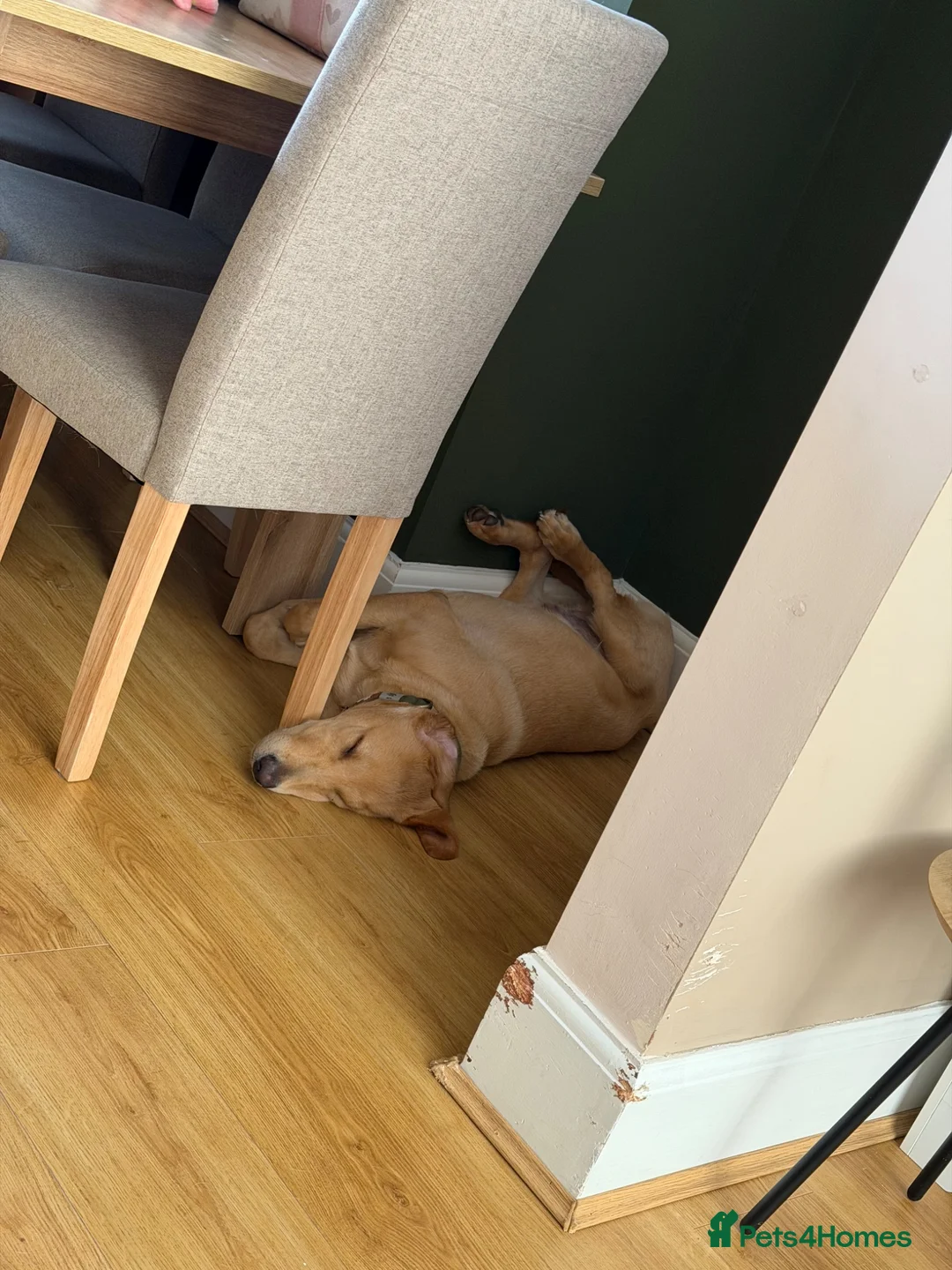 Labrador Retriever dogs for sale: golden labrador - 7 months old in Hull - Advert 2