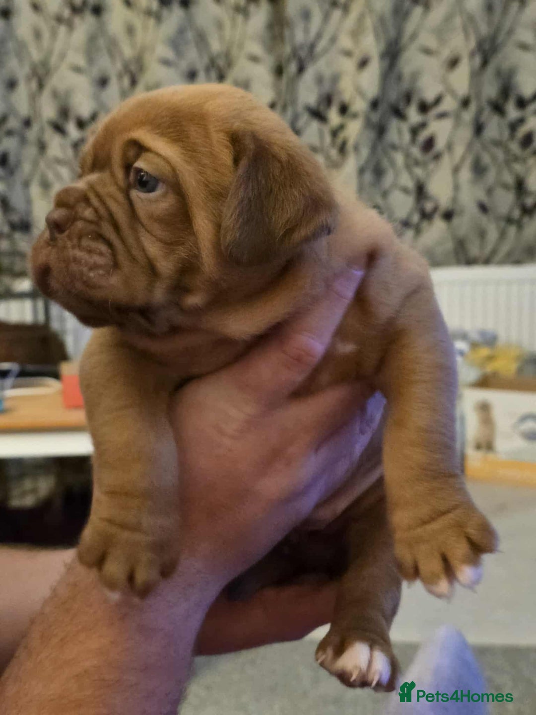 Dogue De Bordeaux dogs for sale: Ready to go last Outstanding Chunky KC DDB Puppy - Advert 15
