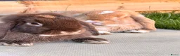 Mini Lop rabbits for sale: Gorgeous mini lop sisters in Wigan - Advert 4