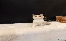 British Shorthair cats for sale: 💗 Gorgeous Full Pedigree BSH Trusted Breeder 💗 - Advert 40