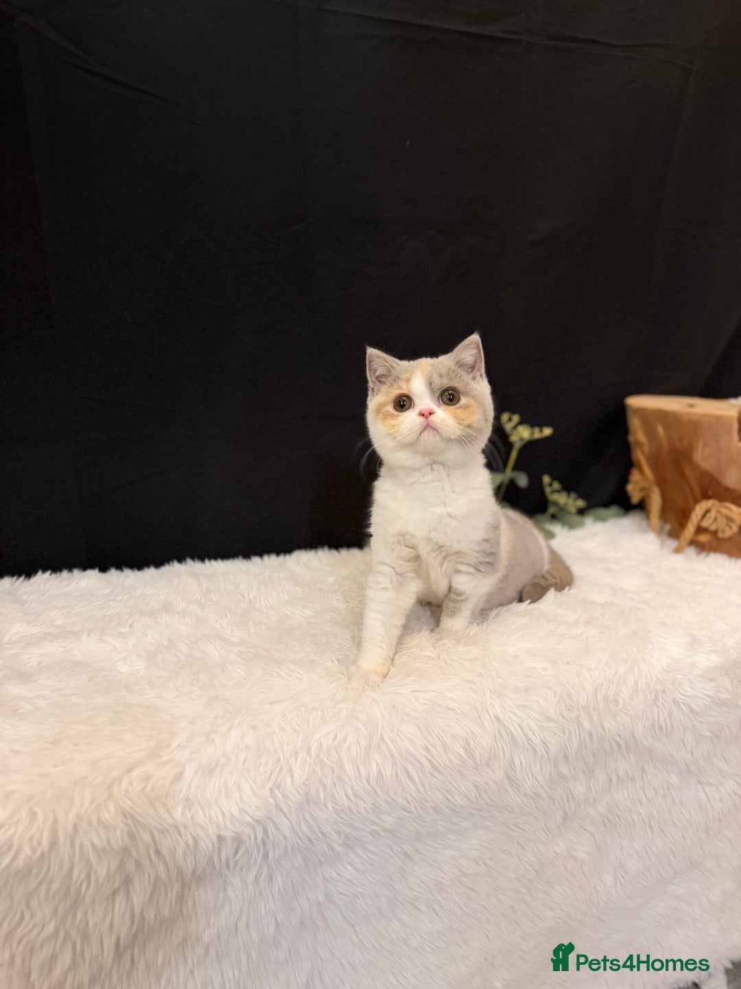 British Shorthair cats for sale: 💗 Gorgeous Full Pedigree BSH Trusted Breeder 💗 - Advert 40