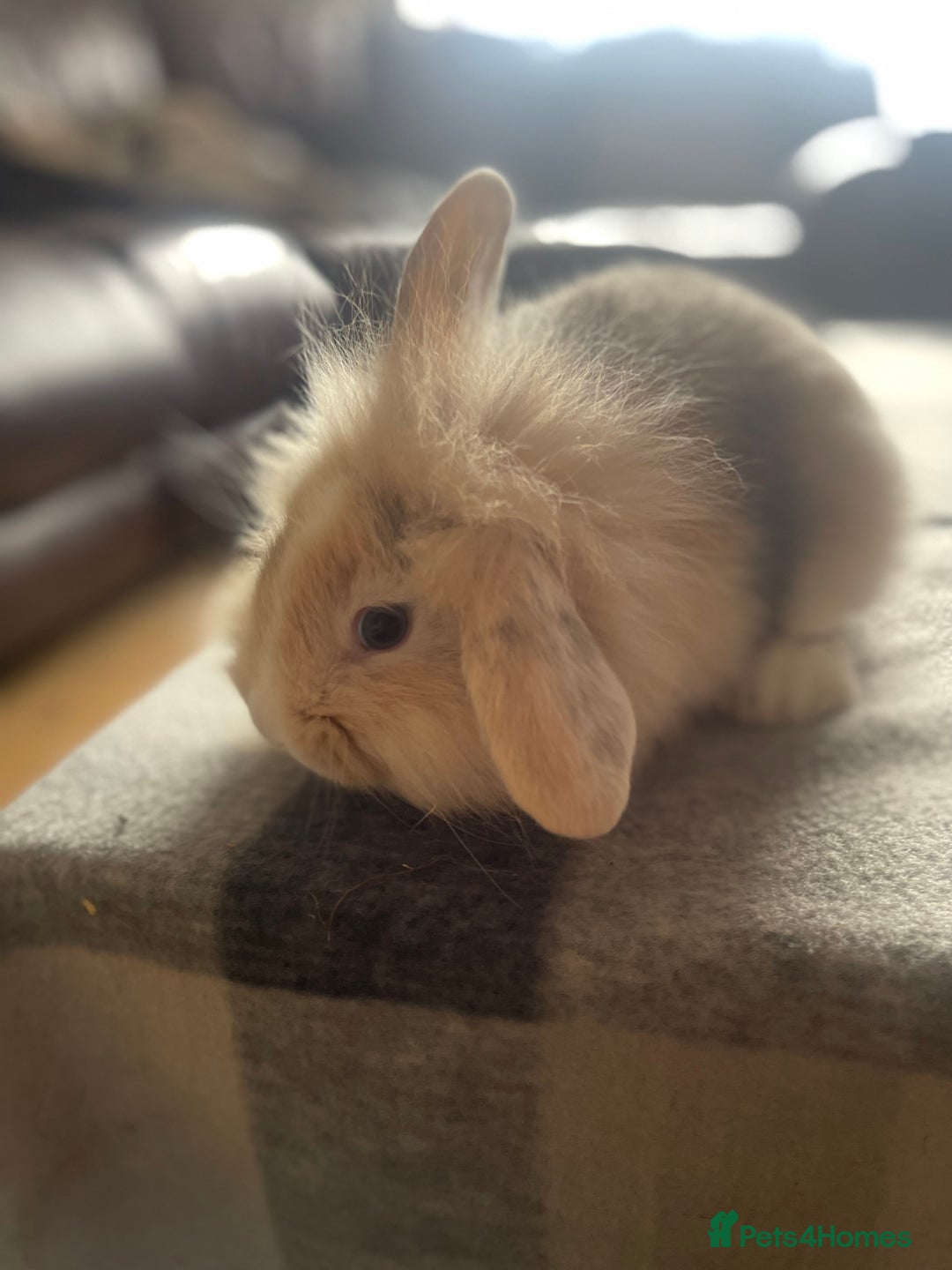 English Lop rabbits for sale: Beauitful Double Mane lop and dwarf double mane in Spalding - Image 2