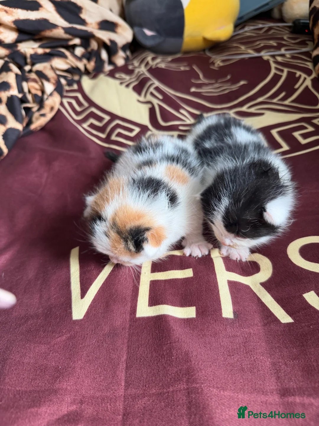 Mixed Breed cats for sale: New kittens for sale  - Advert 12