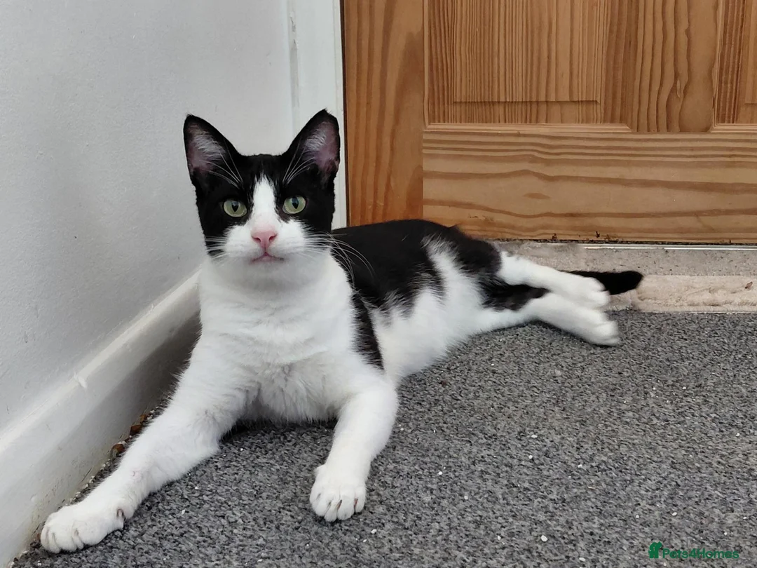 Mixed Breed cats for sale: Mickey is looking for his forever home in Norwich - Advert 1