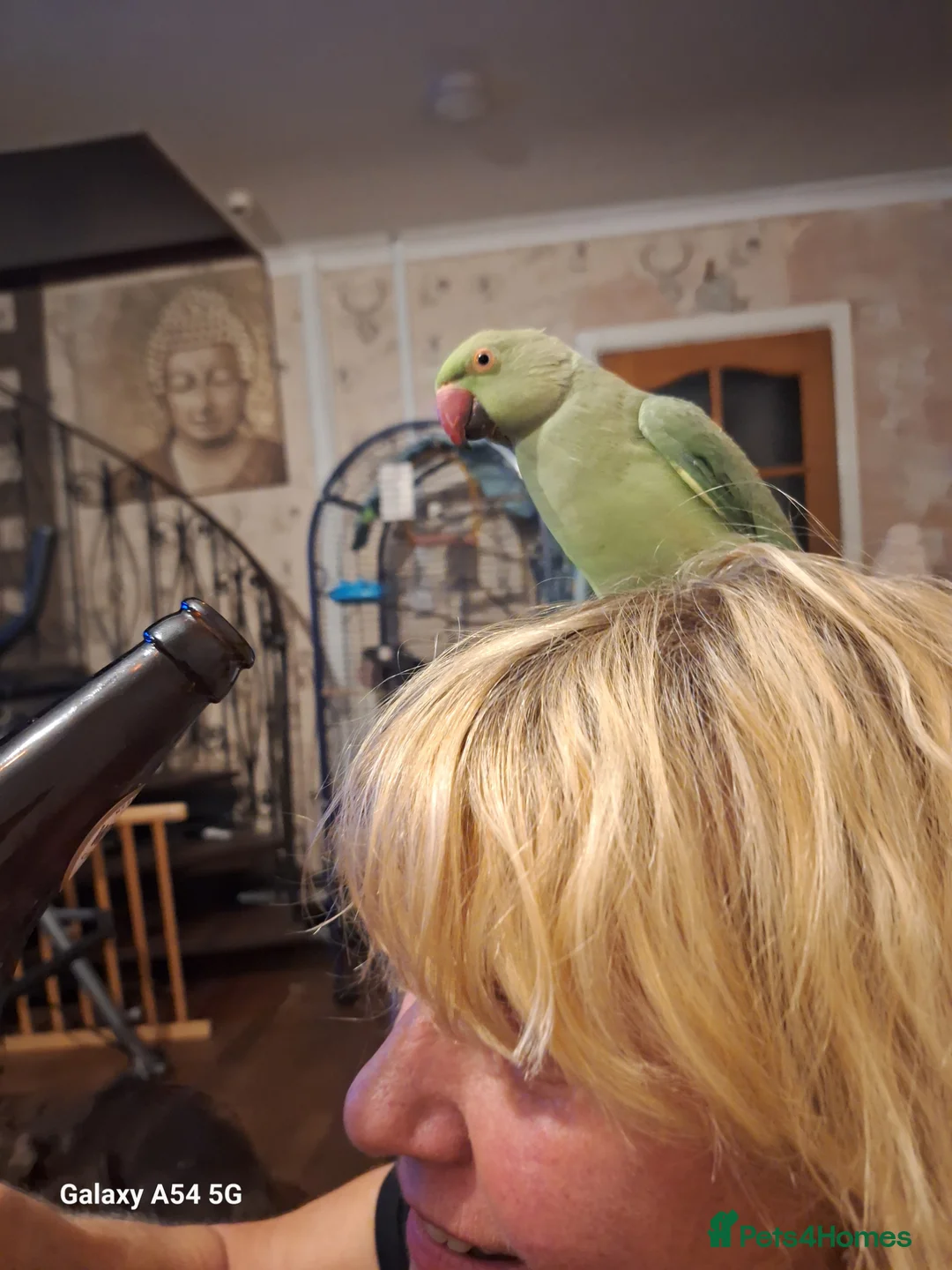 Parakeets birds for sale: Beautiful Indian ring neck parakeet  in Ammanford - Advert 3