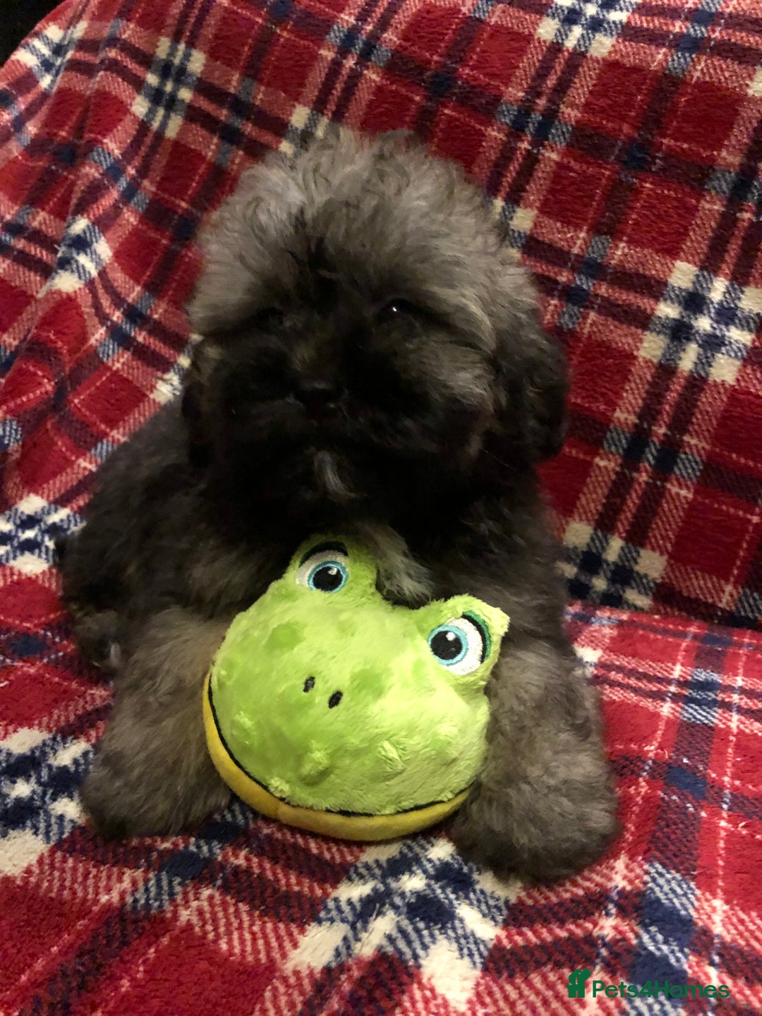 Shihpoo dogs for sale: shihpoo puppies for sale  - Advert 21
