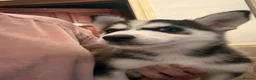 Mixed Breed dogs for sale: Husky Hybrid Puppies (Utonagans)  - Advert 20