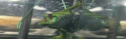 Gecko reptiles for sale: Giant Madagascan Day Gecko + Set-up in Badminton - Advert 3