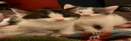 Mixed Breed cats for sale: Beautiful cross ragdoll shorthair  - Advert 2