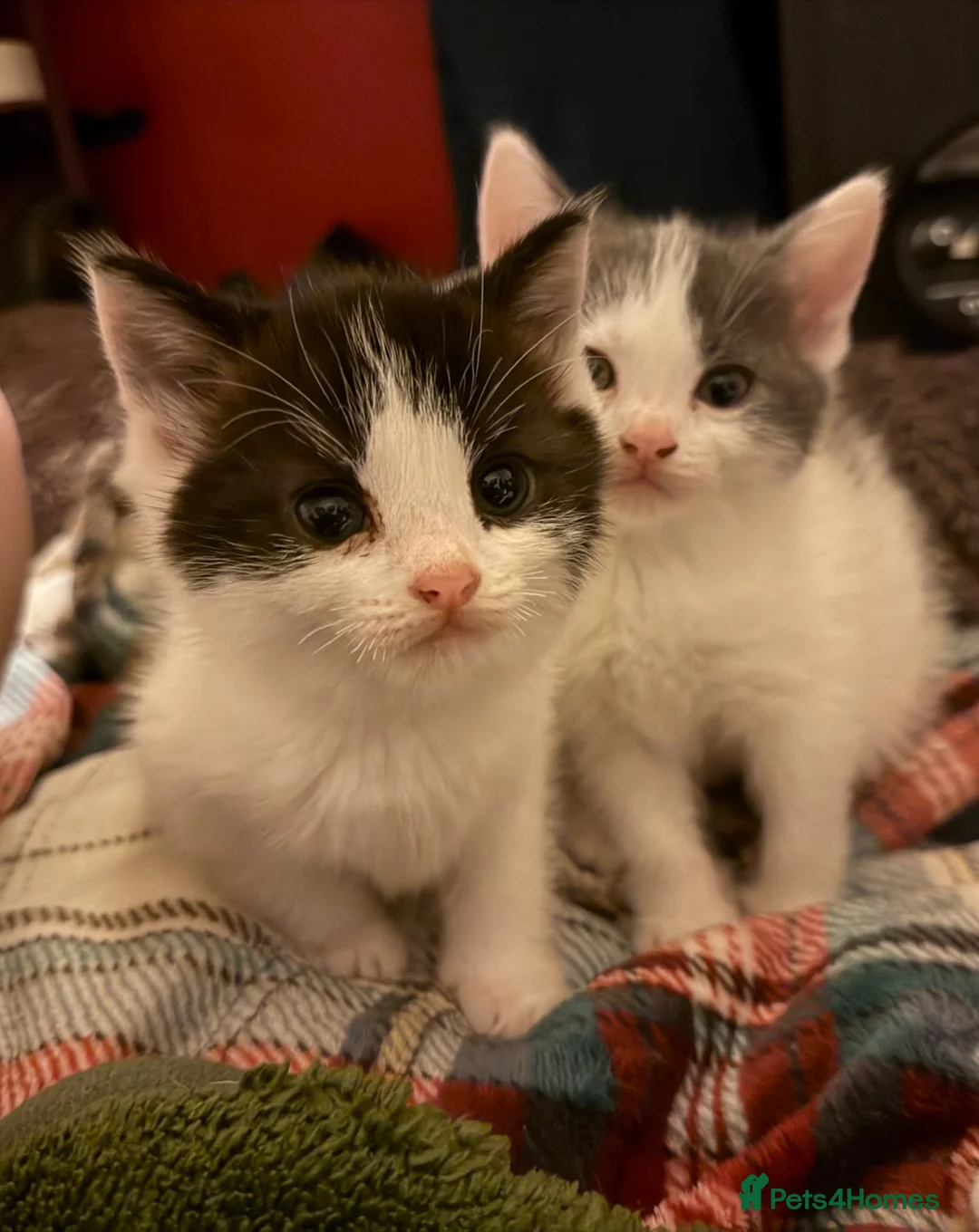 Mixed Breed cats for sale: Beautiful cross ragdoll shorthair  - Advert 2