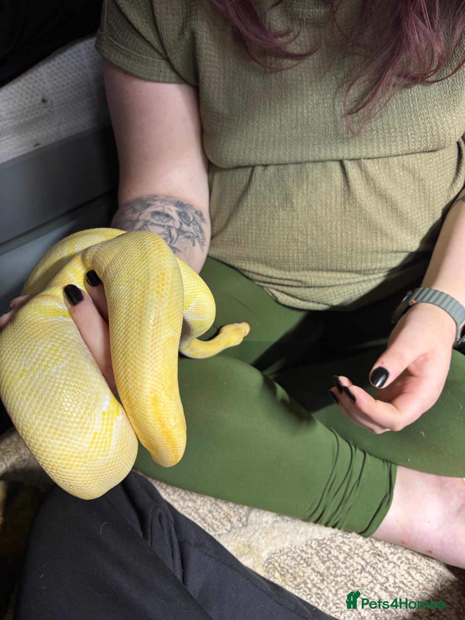Python Snake reptiles for sale: Albino ball python  - Advert 1