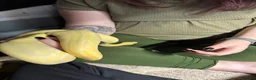 Python Snake reptiles for sale: Albino ball python  - Advert 1