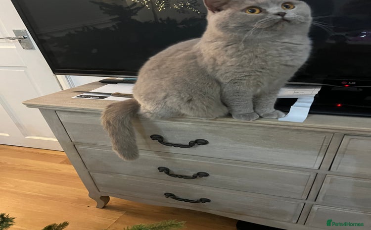 British Shorthair cats - Advert 2
