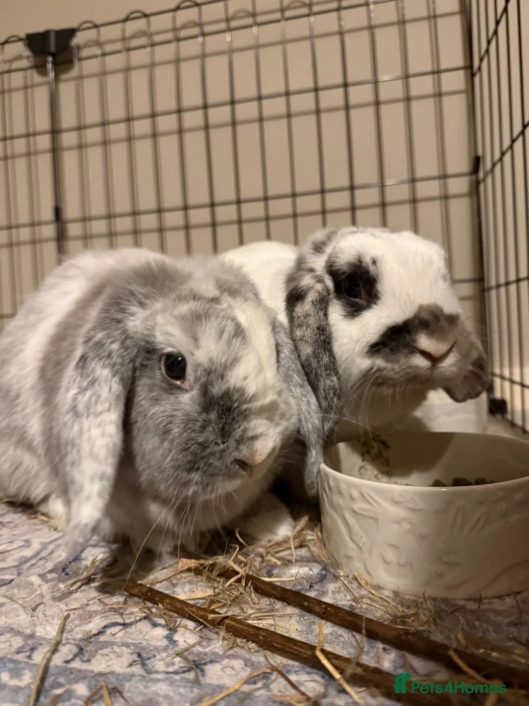English Lop rabbits for sale: Pair of Lop Rabbits for rehoming  in Sandy - Advert 2