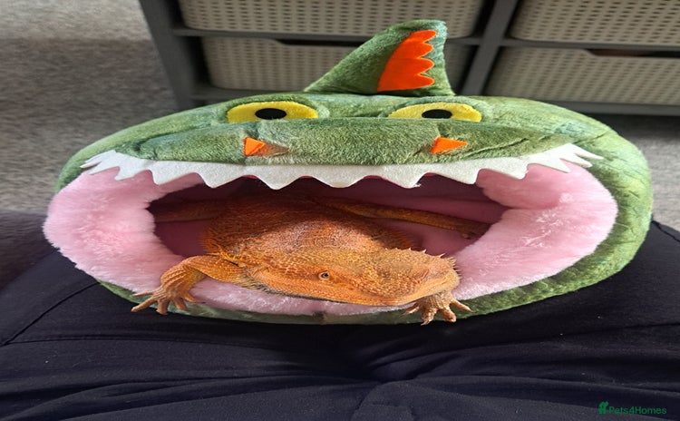 Bearded Dragon reptiles - Advert 1