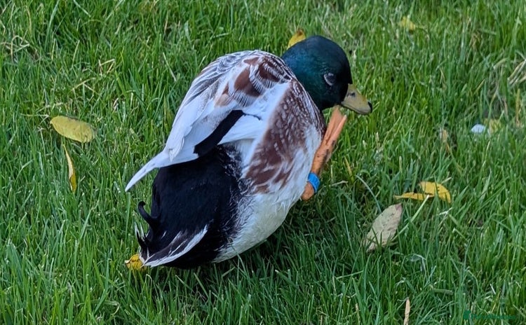 Ducks poultry - Advert 11