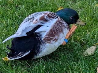 Ducks poultry - Advert 14