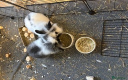 Mini Lop rabbits for sale: Bunnies for sale! - Image 2