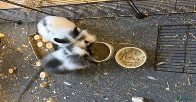 Mini Lop rabbits - Advert 15