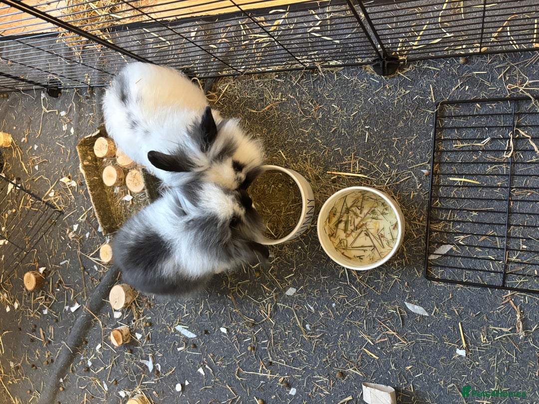 Mini Lop rabbits for sale: Bunnies for sale! - Image 2