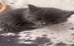 Ragdoll cats for sale: Beautiful Persia dolls  - Image 14