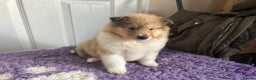 Rough Collie dogs for sale: Rough Collie Puppies  - Advert 5