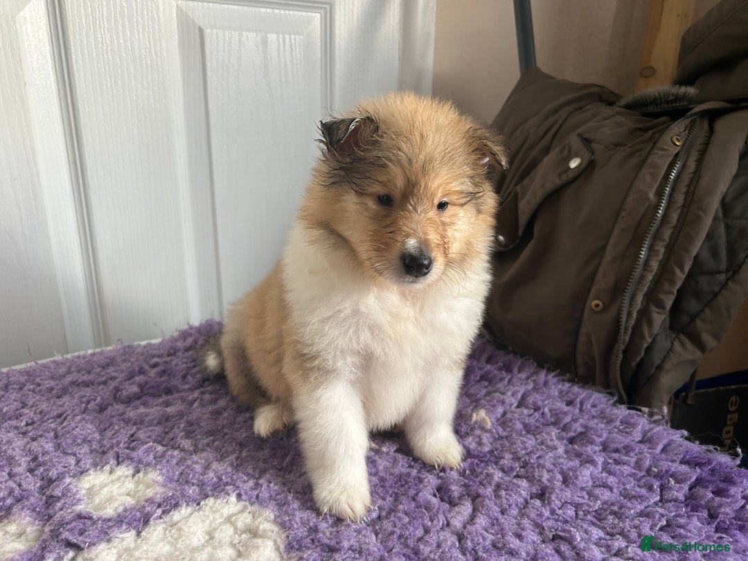 Rough Collie dogs for sale: Rough Collie Puppies  - Advert 5