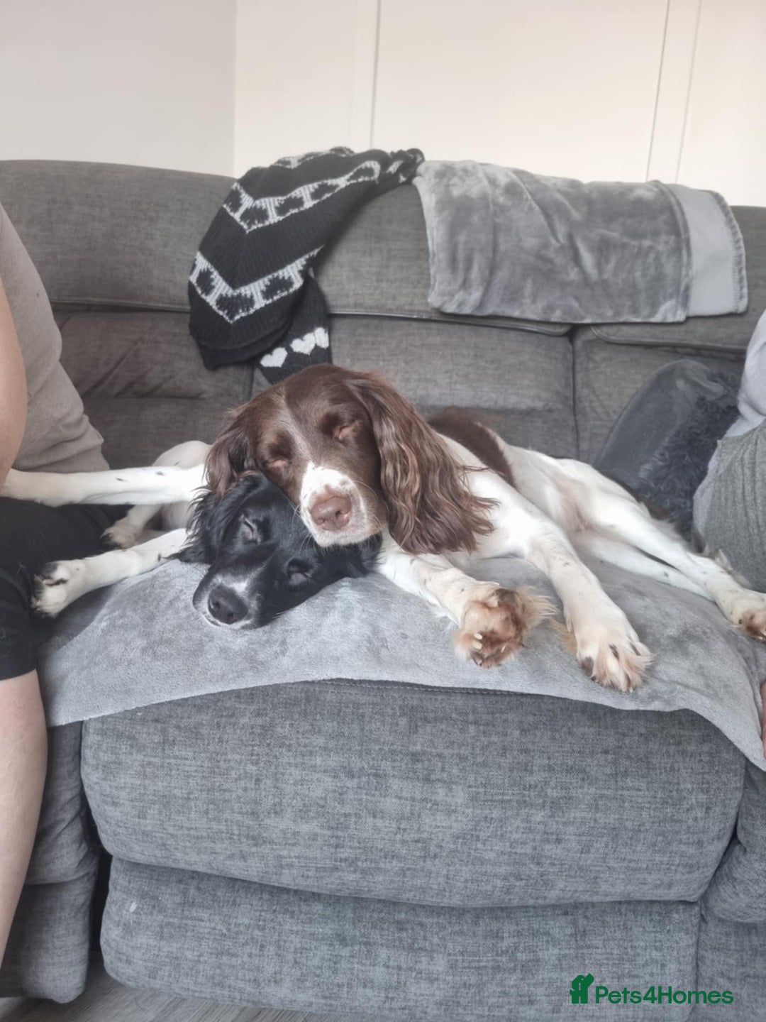 English Springer Spaniel dogs for sale: English springer spaniel for sale - Advert 9