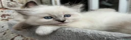 Ragdoll cats for sale: 🐾 Pure Ragdoll Kittens 🐾 - Advert 6