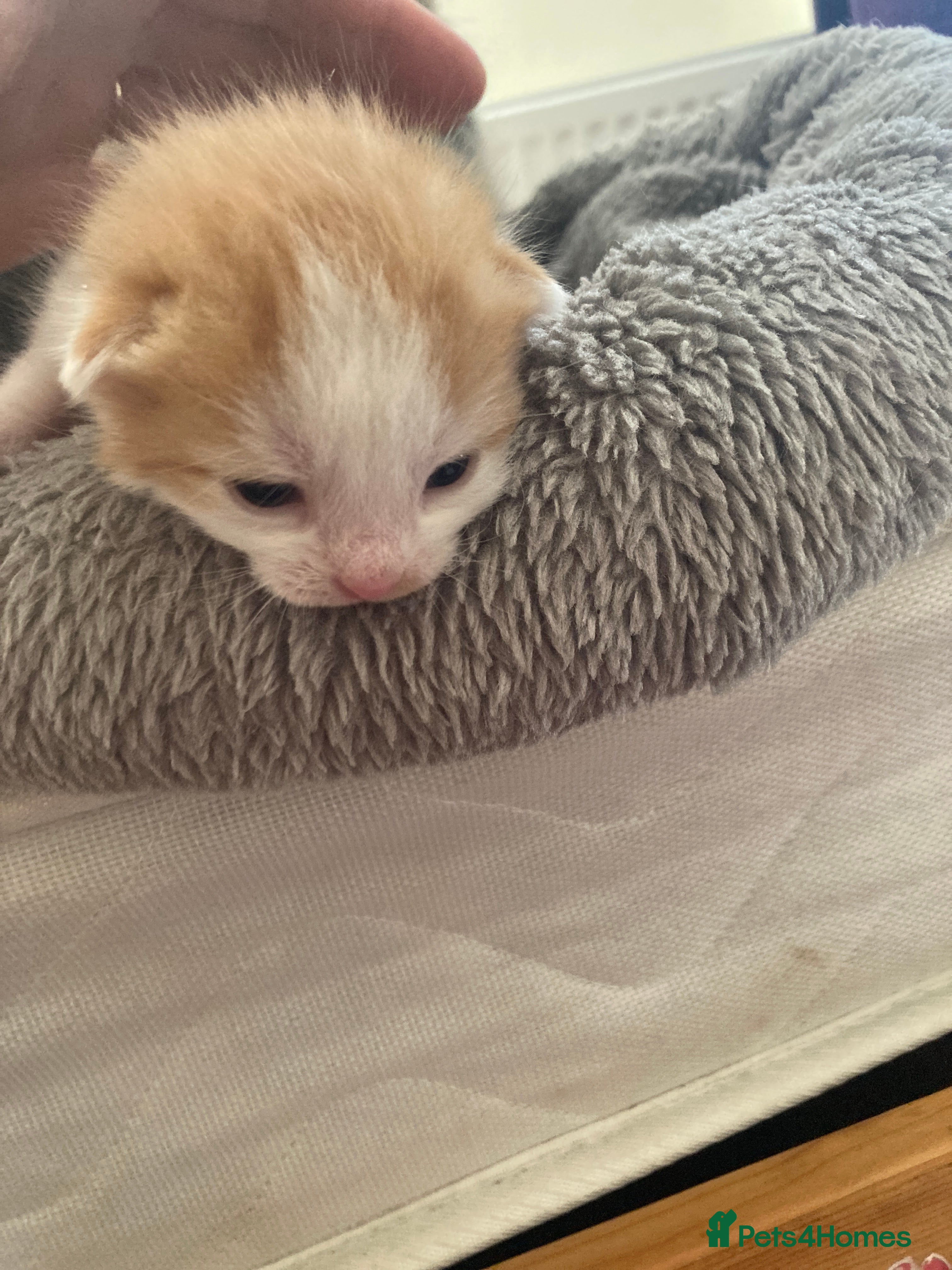 Mixed Breed cats for sale: Ginger kittens - Advert 1