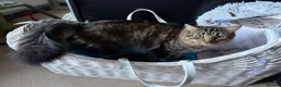 Mixed Breed cats for sale: Adorable Fluffy Tabby MaineCoon mixed Kitten🐱💕  - Advert 3