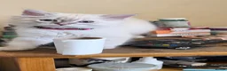 Persian cats for sale: Persain chinchilla blue eyes colourpoint kittens   - Advert 27