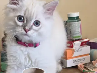 Persian cats Persain chinchilla colourpoint kittens for sale - Advert 17