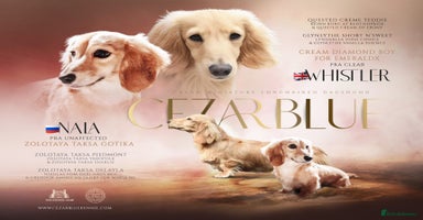 Miniature Dachshund dogs - Advert 7