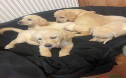 Labrador Retriever dogs for sale: Beautiful Andrex Labrador Puppy’s  - Image 17