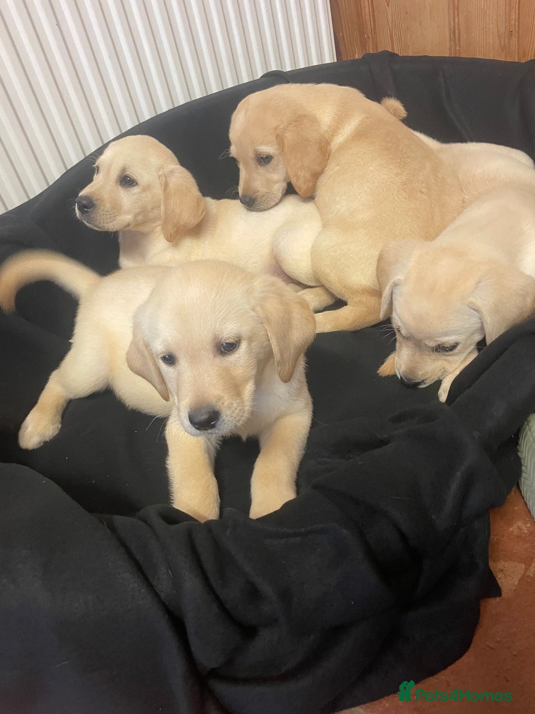 Labrador Retriever dogs for sale: Beautiful Andrex Labrador Puppy’s  - Image 17